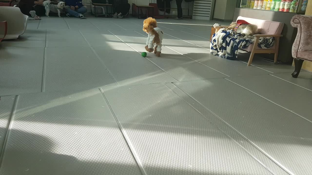 playing ball indoors with a dog