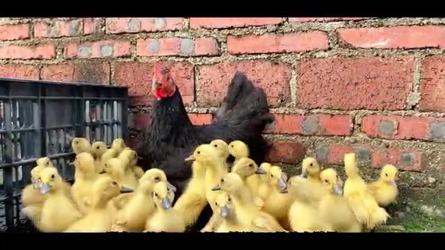 chicken and duck together