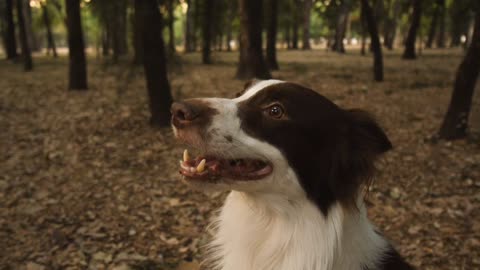 Funy Dog Video