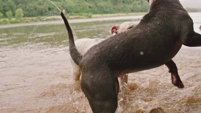 Two dogs playing on the beach 😊