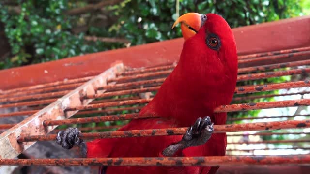 The Funniest Parrots - Compilation Of Cute Parrot & Funny Parrot Videos [Best]