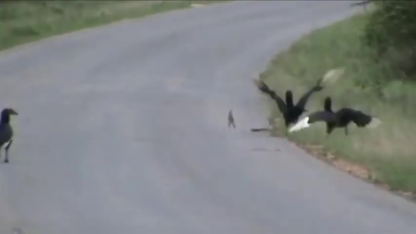 Mother Eagle hunting Rabbit for little eagle - watch