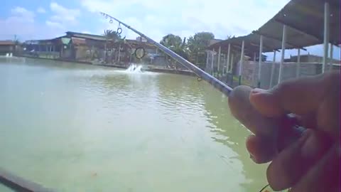 Big Barramundi Fish Asian