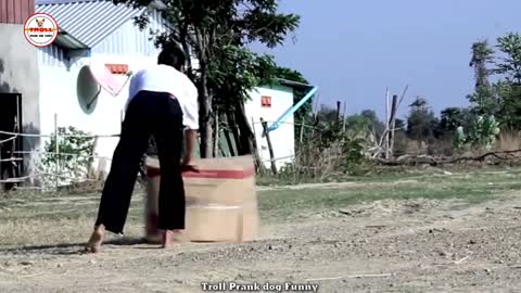 Troll Prank Dog Real Funny & fake Lion and Fake Tiger Prank To dog ,Huge Box Prank to dog