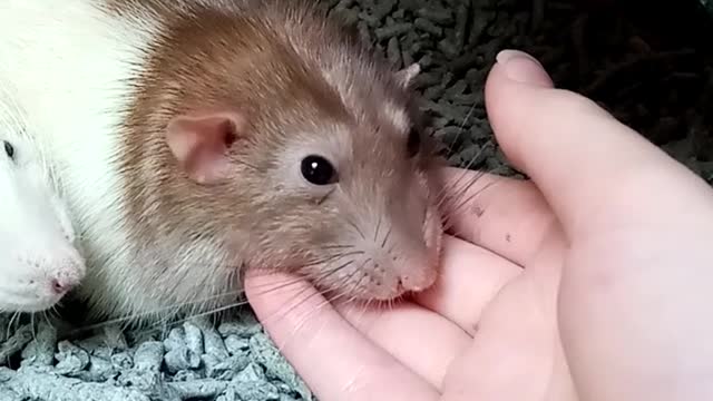 close-up-view-of-hamsters