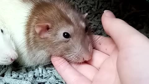 close-up-view-of-hamsters