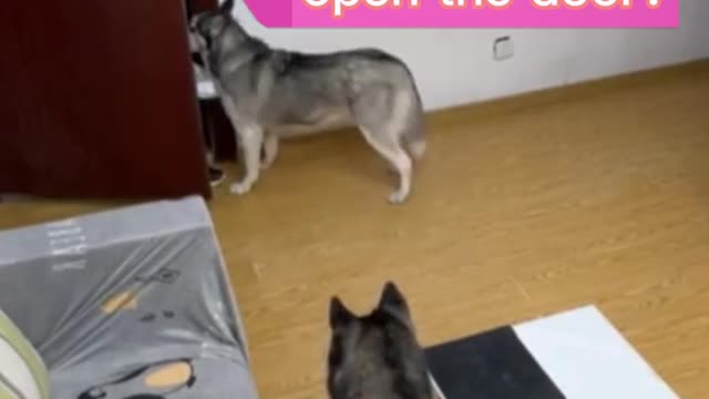 The dog picked up the food and shut the delivery man's helmet inside the room