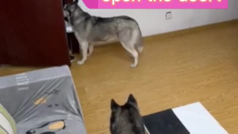 The dog picked up the food and shut the delivery man's helmet inside the room