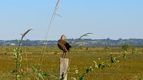 Saracura do banhado