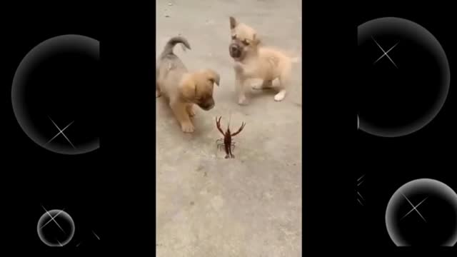 Puppies playing with Scorpio.Thriller experience by puppies.