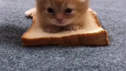 OMG 😱 cute animal 😍😘