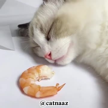 When you dream, you eat and your dream is interpreted