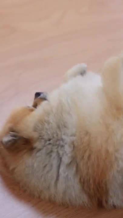 1.A Person Tickling a Dog