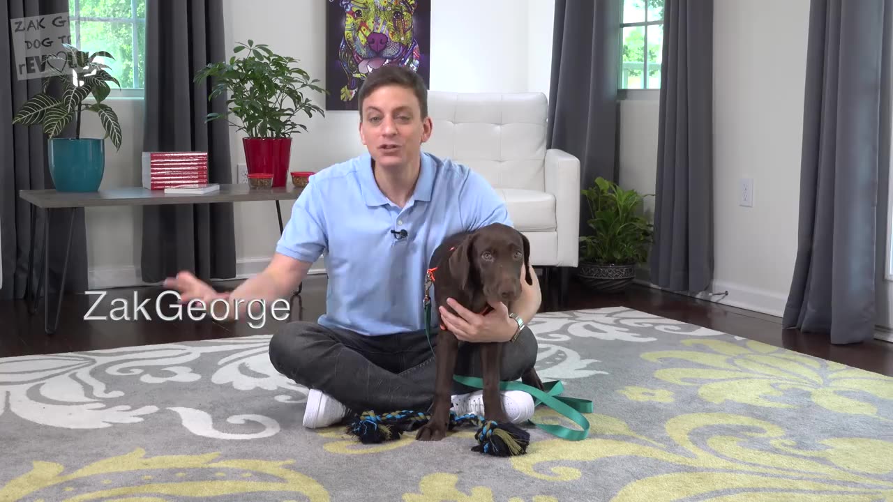 3 Easy Ways to Know if You're Ready for a New Dog