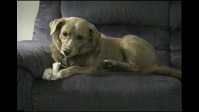 Paranoid Dog Fights Own Leg Coming For His Bone