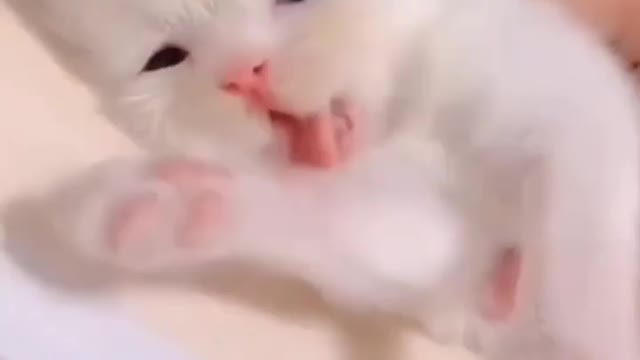 Cute and funny cat videos #Cat #lovercat #cutecat #funnycat