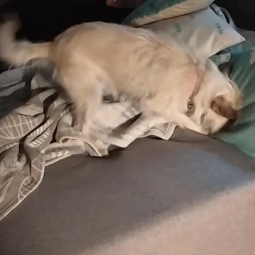 Hunting Luna 🤣🐕