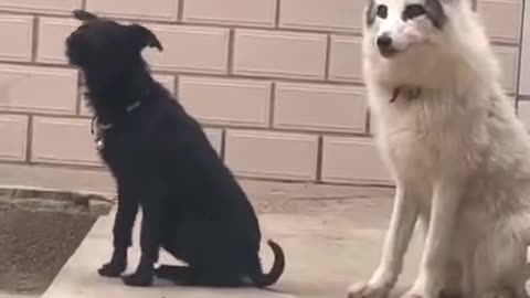 Something Wrong with the Dog