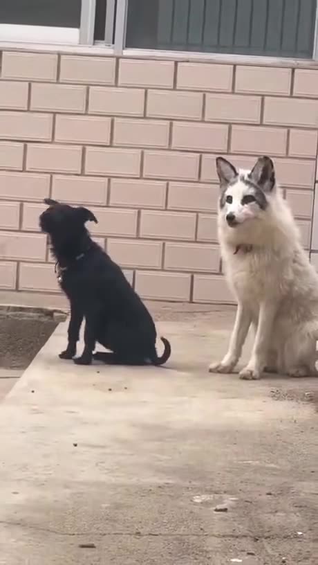 Something Wrong with the Dog