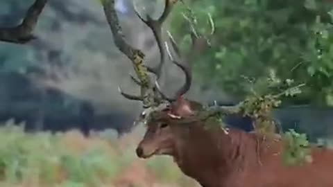 Deer in jungle