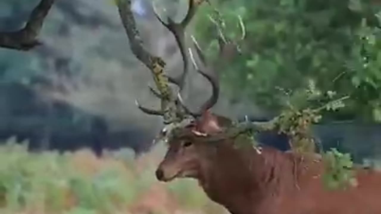 Deer in jungle