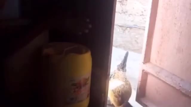 amaizing best thief in the world