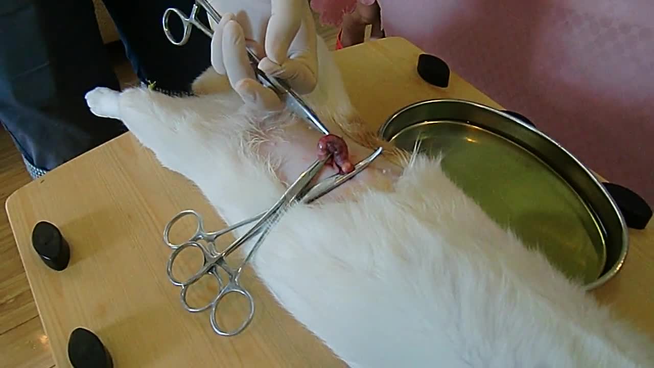 The pet doctor sterilizes Lily, the cat