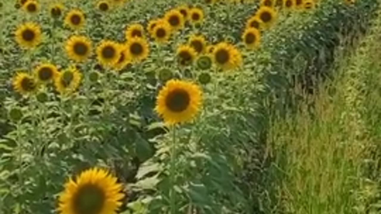 Why are sunflowers turning away from the sun?