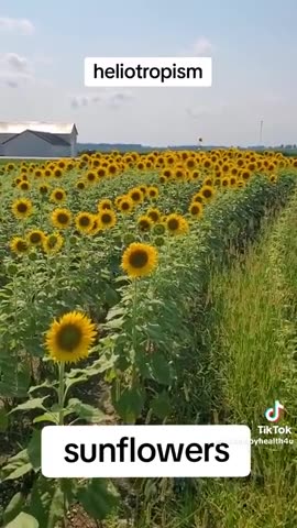 Why are sunflowers turning away from the sun?