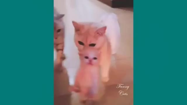 Funny cat 💫Mother cats protecting their Baby kittens.