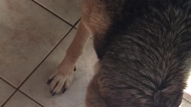 German shepherd stares at light on tile kitchen floor