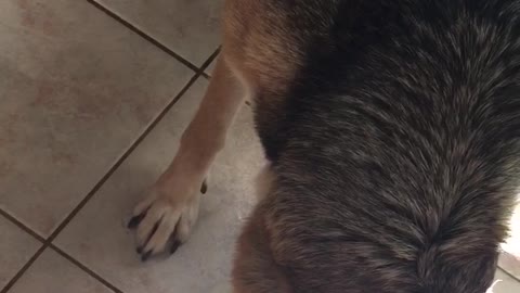 German shepherd stares at light on tile kitchen floor