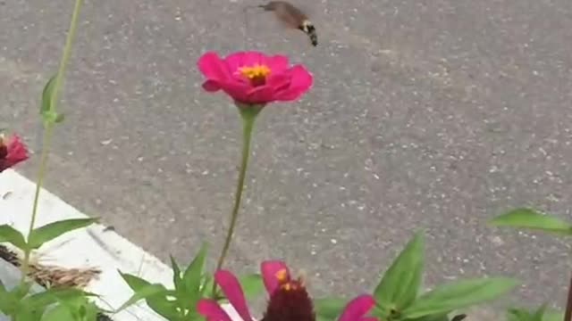 Spring has come (Hummingbird hawk-moth)