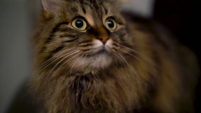 Cute muzzle of a tabby domestic cat that looks in different directions