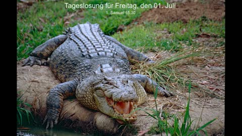 Tageslosung für Freitag, den 01. Juli