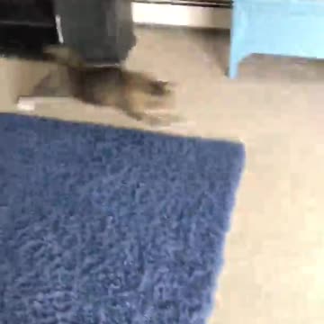 Grey and Black Cat Plays With Laser Pointer