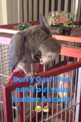 Garfield the Parrot Tries to Put His Feather Back In
