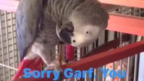 Garfield the Parrot Tries to Put His Feather Back In