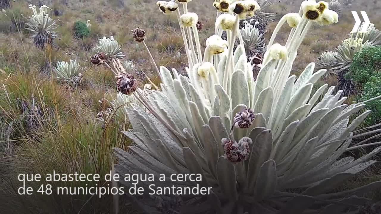 Vídeo: Travesía en el corazón del Páramo de Santurbán