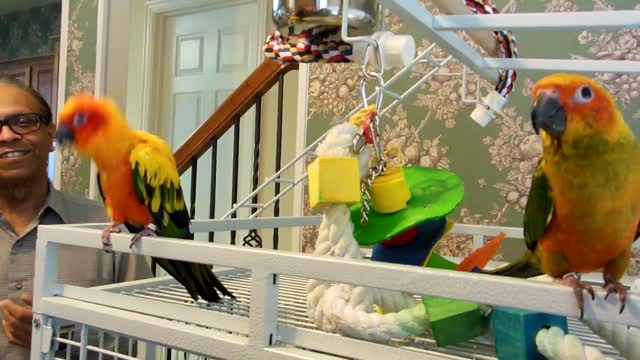 Sun Conure Meeting a New Friend