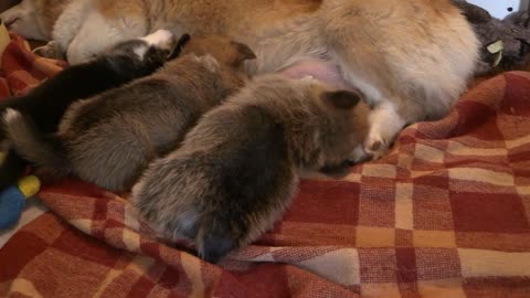 Corgi Dog Feeding Puppy - Corgi Dog