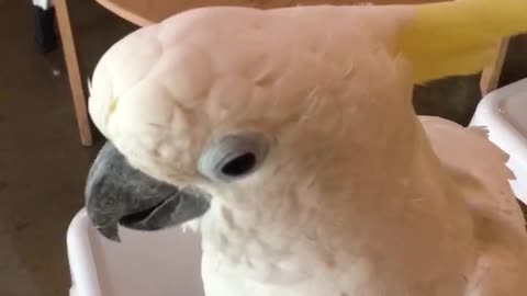 White parrot1