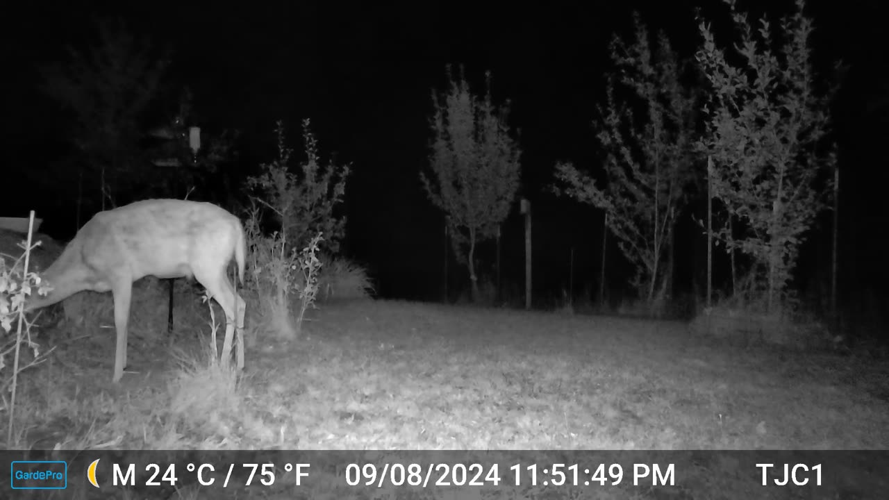 Deer curls tail