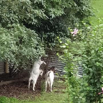 I'm sure there is an easier way to feed