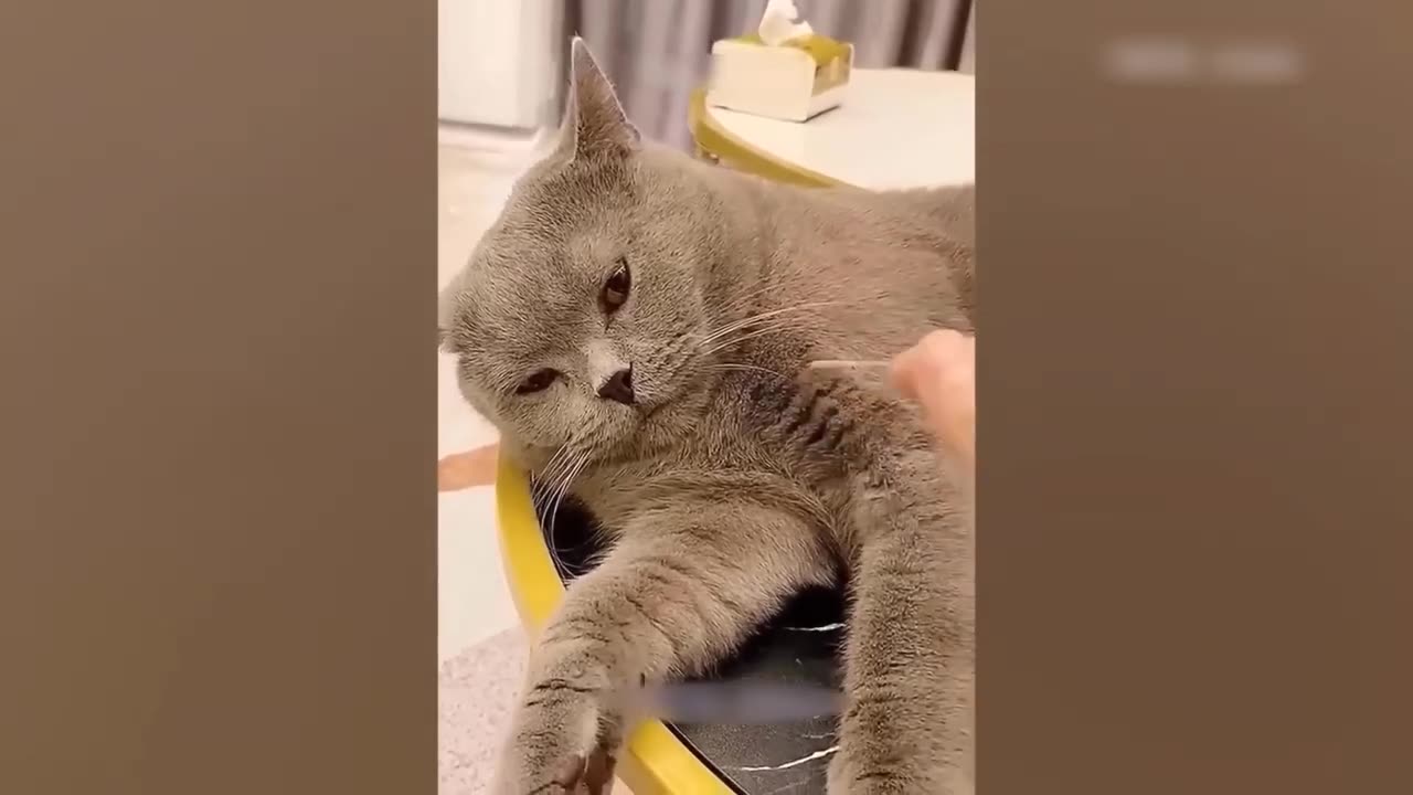 Funny animals