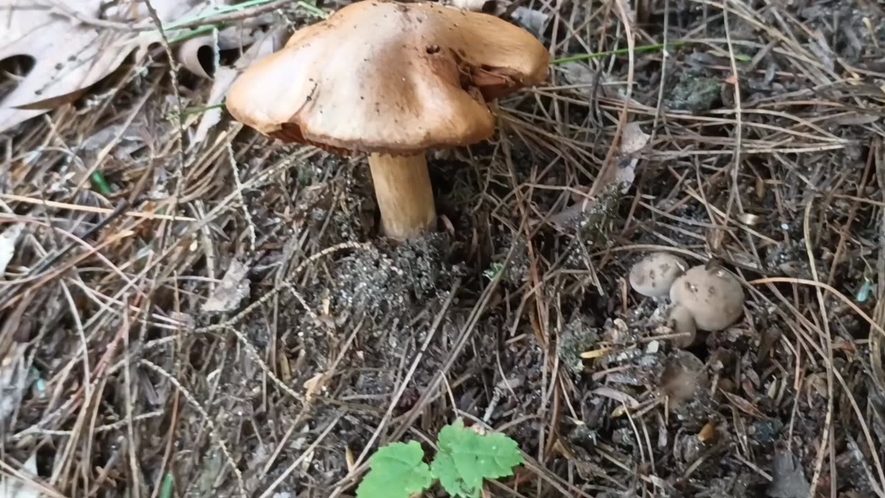 Mushrooms