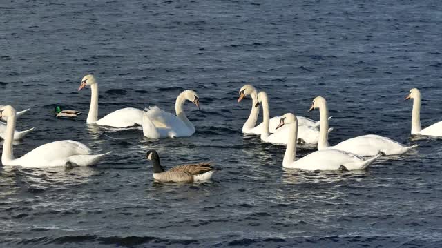 Swans are swimming in a lake.