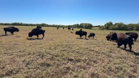Biggest Cow We've Had! New Ranch Reveal!