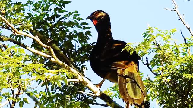 song of the aracuã bird from the Amazon