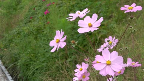 Beautiful flowers in autumn